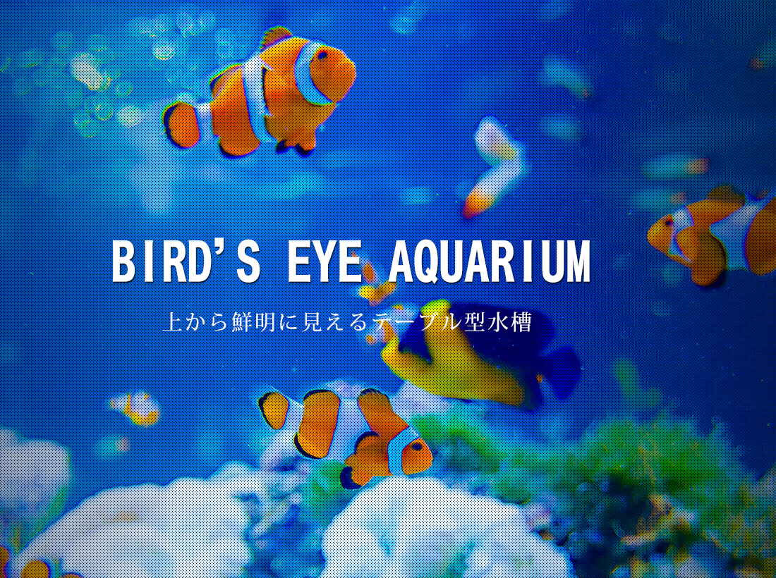 BIR'S EYE AQUARIUM